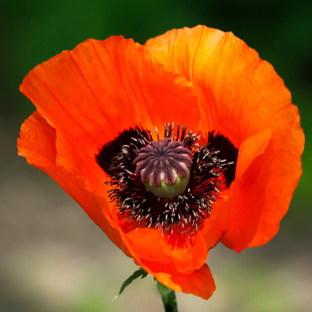 Pavot d'Orient Brilliant Papaver orientale Brilliant