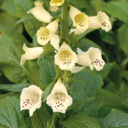 Digitalis Grandiflora - Le pot de 9 x 9 cm