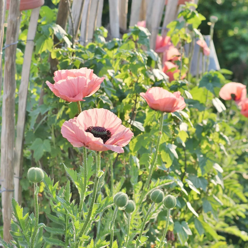 Pavot d'Orient Princess Victoria Louise Papaver orientale Princess Victoria Louise