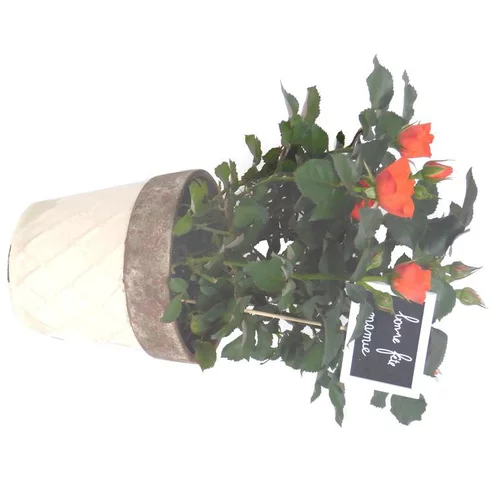 Rosier miniature - Avec cache pot