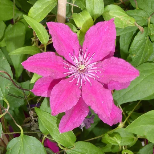 CLEMATITE. Le pot de 4 litres