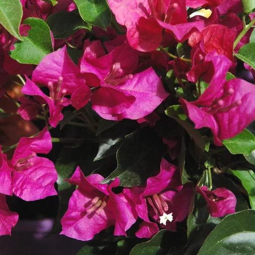 Bougainvillier violet de Meze - Le pot de 3 litres