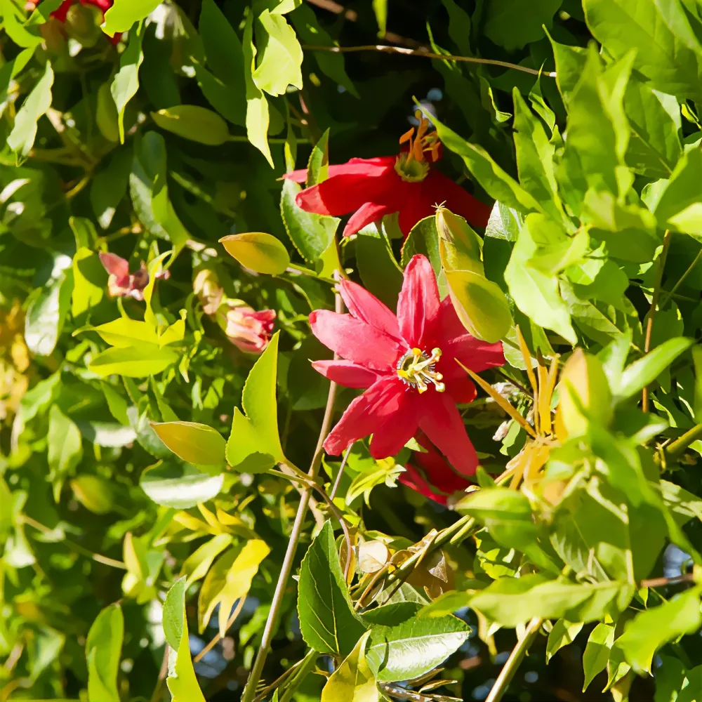 Passiflore exoniensis Passiflora x exoniensis