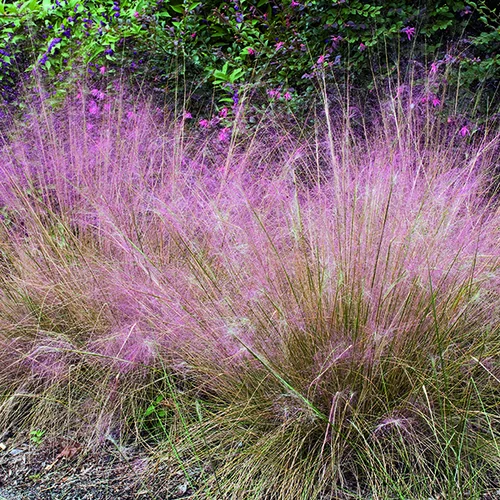 Muhlenbergia Capillaris Pink Cloud vert botanic®. Le pot de 2 litres