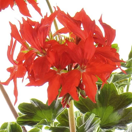 Géranium Zonal à fleurs étoilées multicolores - Le pot de 2,5 litres