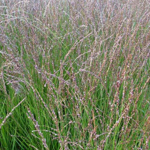 Molinie bleue Heidezwerg Molinia caerulea heidezwerg