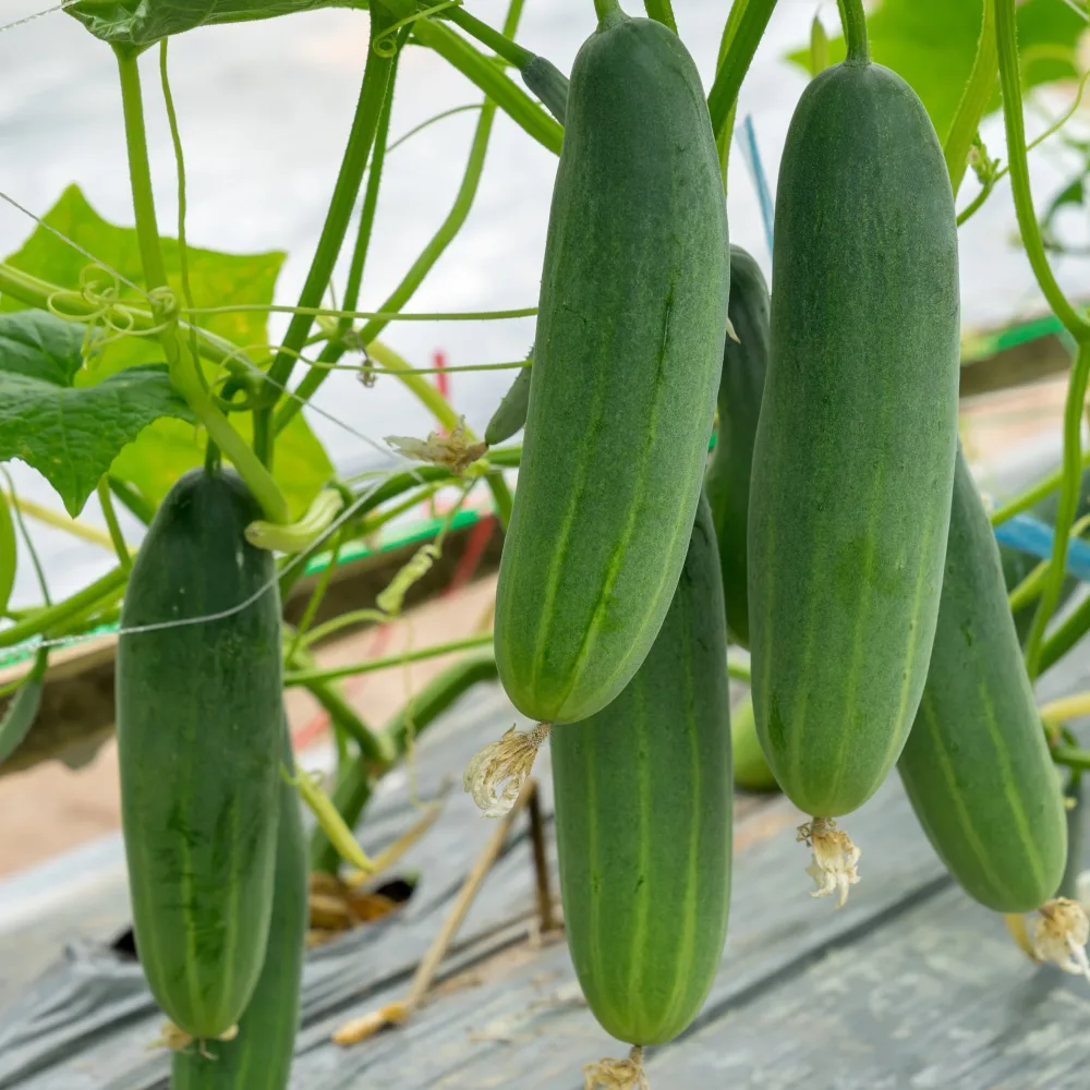 3 Plants de Concombre Gynial F1 Cucurbita pepo gynial f1