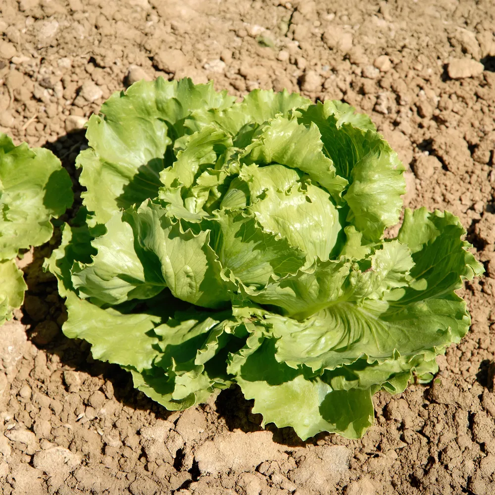 Laitue batavia Great Lakes 659 Lactuca sativa capitata great lakes 659