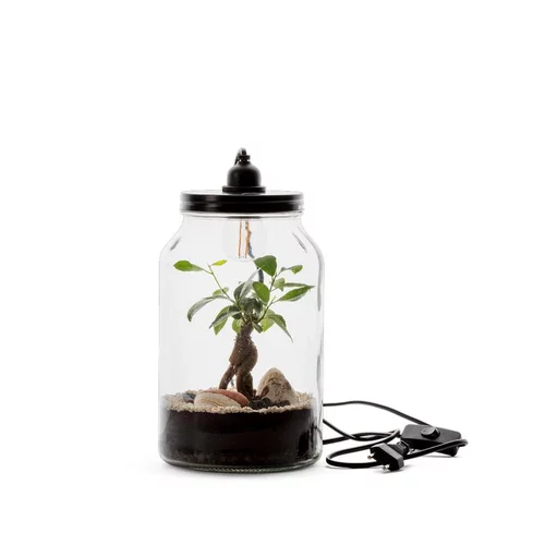 Terrarium Bulle de Nature Kraft Ginseng en verre transparent Naturalys taille M - Ø 15,5 x 26 cm
