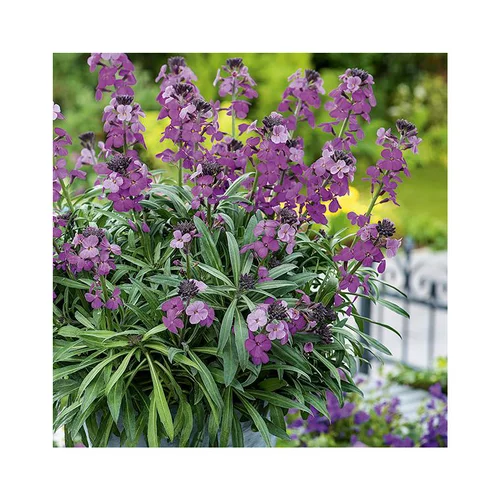 Erysimum linifolium - Le pot de 2,5 litres