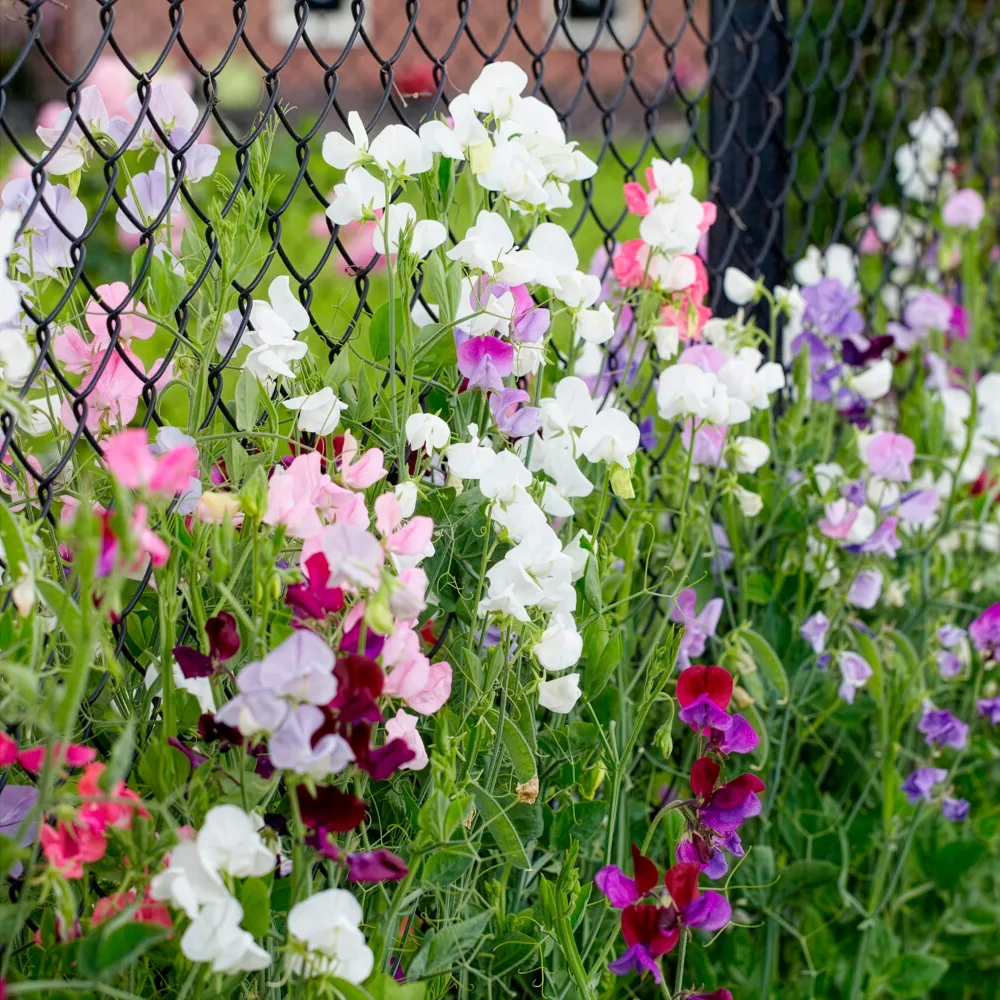 Pois de senteur à grandes fleurs en mélange Bio Lathyrus odoratus