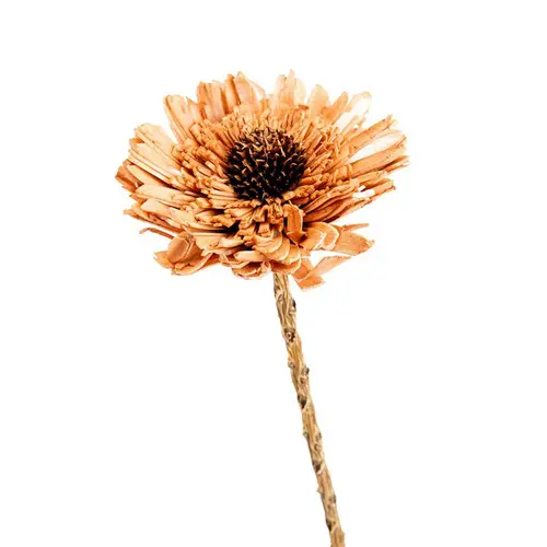 Fleur en bois de Sola et coco forme Œillet - Ø 8 x H 53 cm