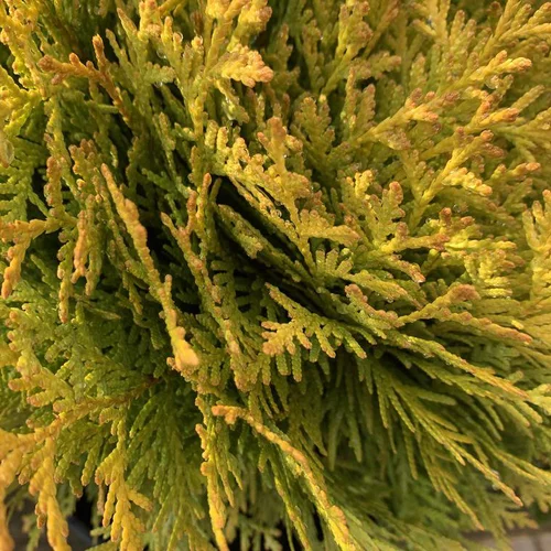 Thuya occidental ou Thuya du Canada Mirjam vert. Le pot de 2 litres, 30/40 cm