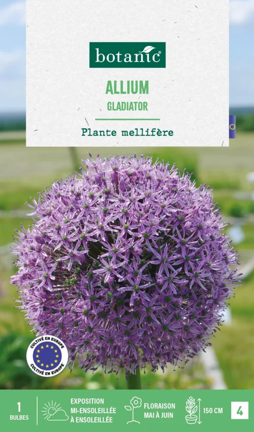 Allium gladiator botanic® - 1 bulbe