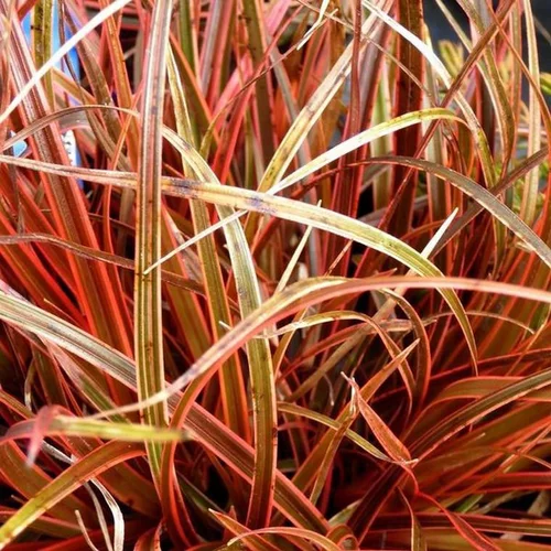 Uncinia rouge - Le pot de 1 litre