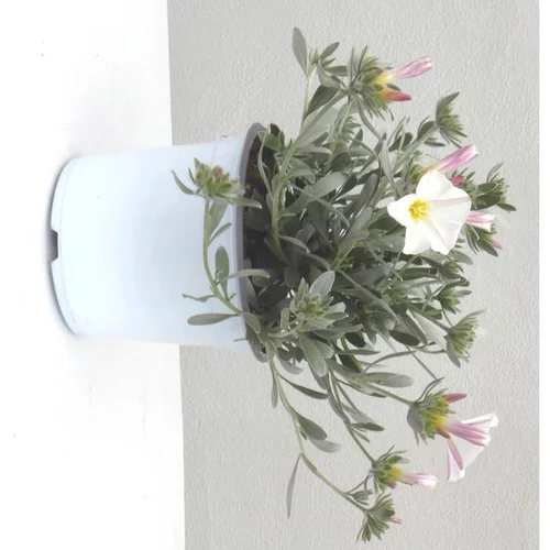 Convolvulus Cneorum - Le pot de 1 litre