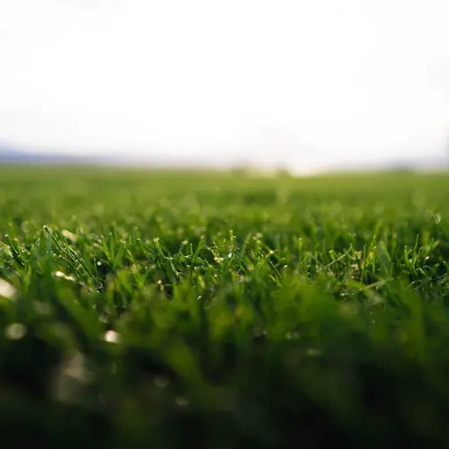 Gazon naturel résistant à la sécheresse en rouleaux Les Gazons de la Hardt - prix pour une surface achetée totale de 301 à 450 m²