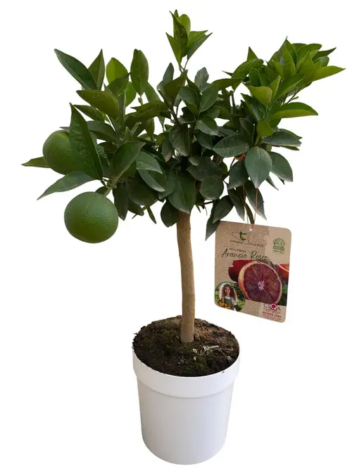 Oranger Moro 1/4 tige coloris orange - 5 L