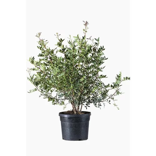 Pistacia Lentiscus (Pistachier lentisque) en pot de 3 L vert