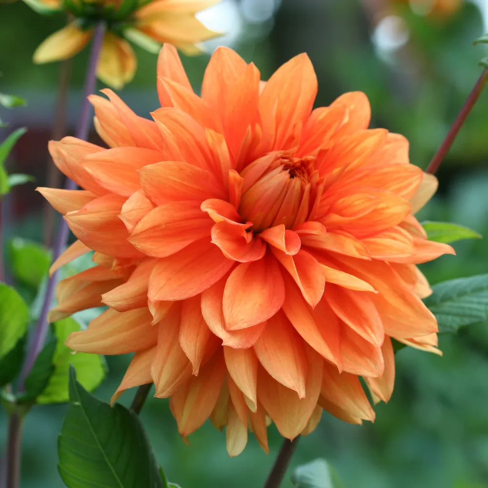 Dahlia orange Dahlia pinnata