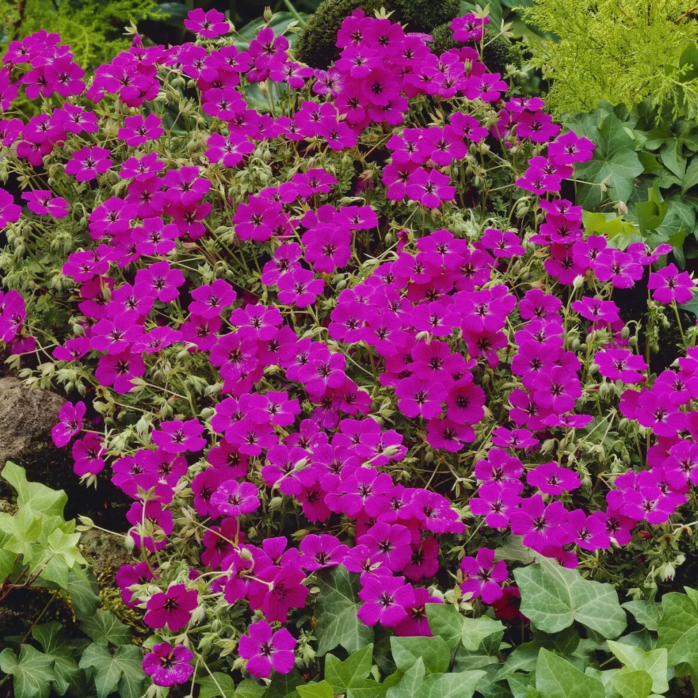 Géranium cendré Giuseppii Geranium cinereum Giuseppii