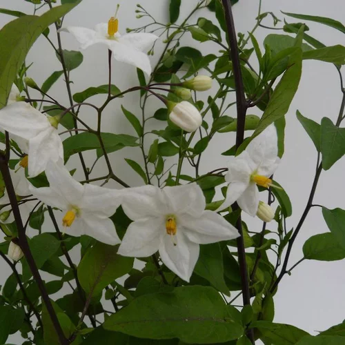 Solanum Jasminoides (Morelle faux jasmin) 90/120 échelle en pot de 3 L blanc
