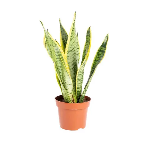 Sansevieria Trifasciata Laurentii. Le pot Ø 13 cm