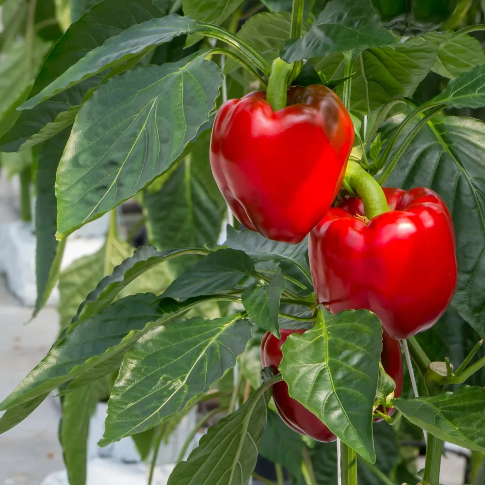 Poivron Jubilandska Bio Capsicum annuum jubilandska