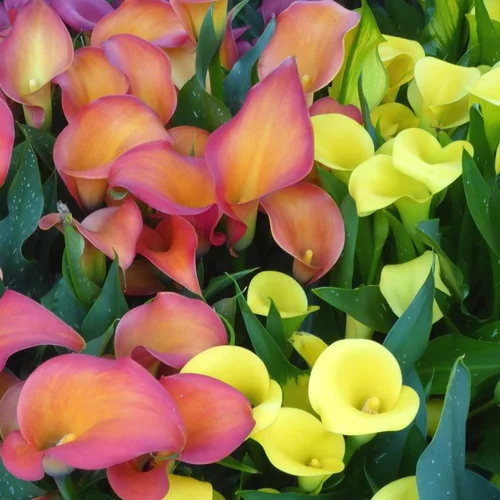 Arum couleur. Le pot de 2 litres