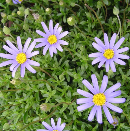 Agathea ou Felicia amelloides. Le pot de 10,5 cm