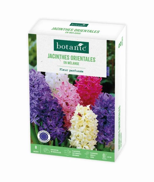 Jacinthe botanic® - 8 bulbes