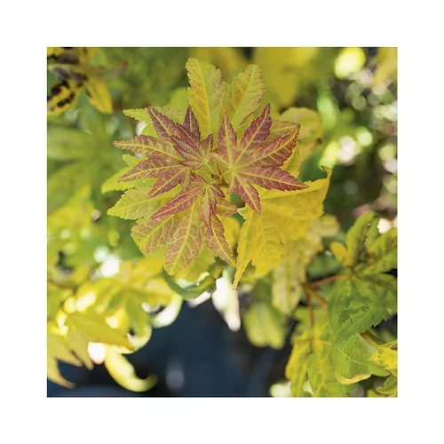 Erable du Japon (ACER PALMATUM ORANGE DREAM ) Le pot de 7 litres