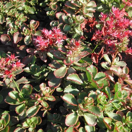 Sedum Spurium - Le pot de 1 litre