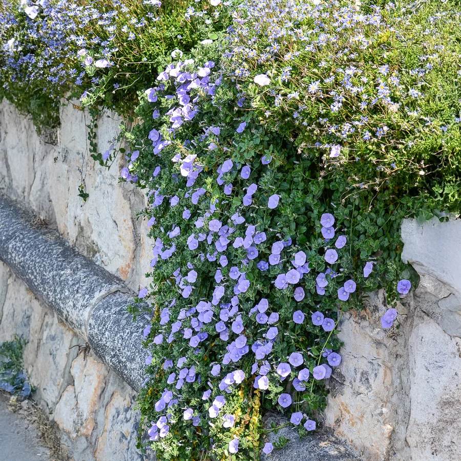 Liseron de Mauritanie Convolvulus mauritanicus
