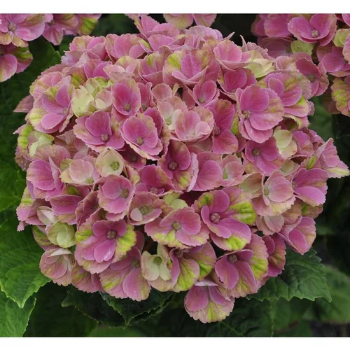 Hortensia à grandes fleurs Magical en pot de 5 litres