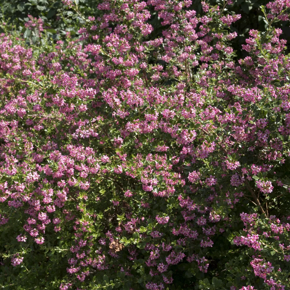 Escalonia Donard Seedling Escallonia Donard Seedling