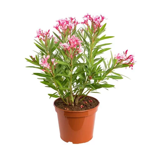 Nerium Oleander Varié – Pot de 7L