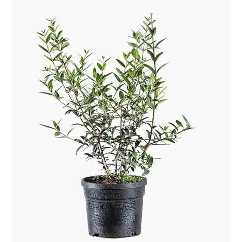 Phillyrea Angustifolia (Filaire à feuilles étroites) 40/60 en pot de 4 L vert
