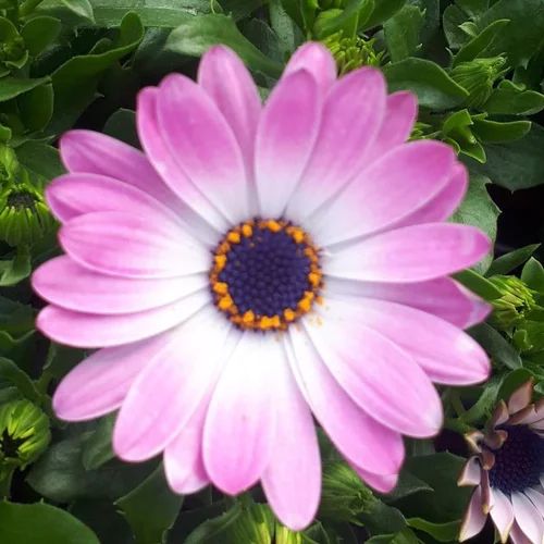 Osteospermum - La coupe de 27 cm