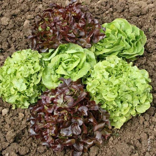 Laitue Variee. La barquette de 12 plants