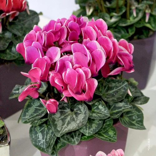 Cyclamen - Avec cache-pot