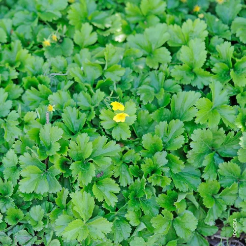 Waldsteinia Ternata - Le pack de 6 plants
