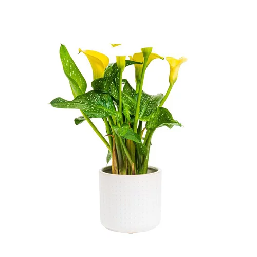 Calla mix + cache-pot de 10.5 cm