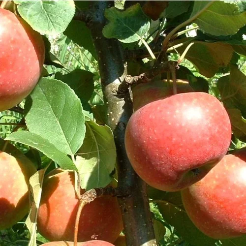 Pommier Ariane®. Le pot de 10 litres forme gobelet