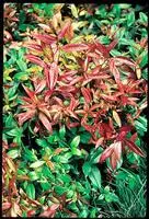 Leucothoe Scarletta. Le pot de 4 litres