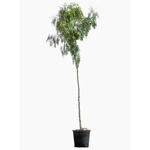 Schinus Molle (Faux poivrier odorant) en pot de 7 L vert