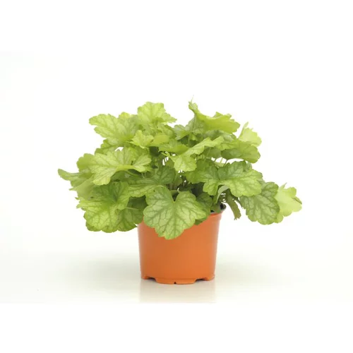 Heuchère Lord Lime - Le pot diam 12 cm