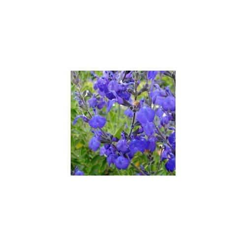 salvia blue note - Le pot de 7,5 litres