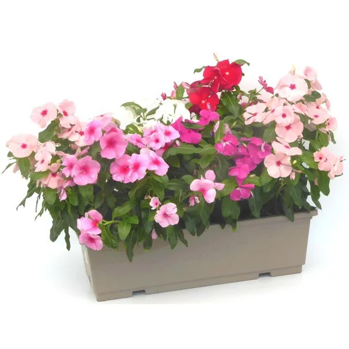 Pervenche de Madagascar - La jardinière de 50 cm