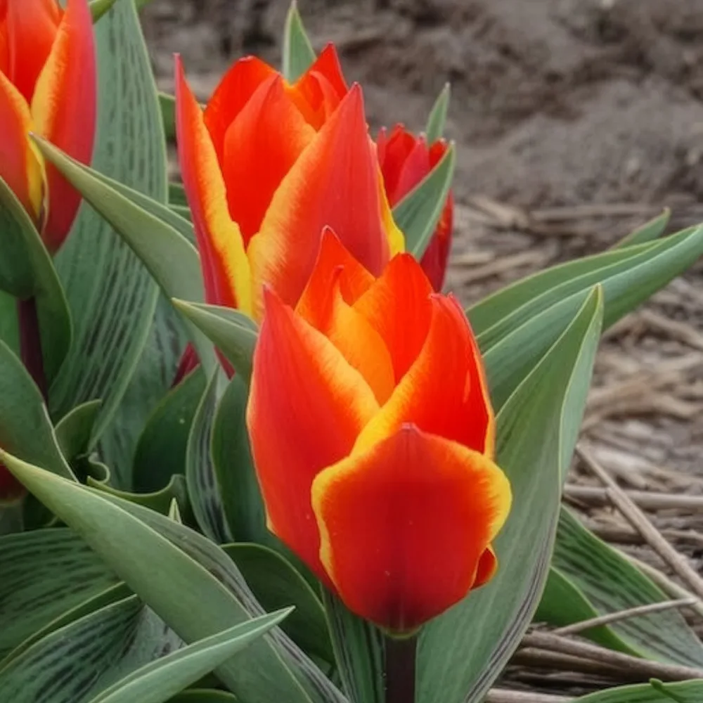 10 Tulipes botaniques Winnipeg Tulipa Winnipeg